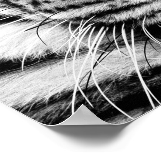 Poster du profil Tiger (Coin)