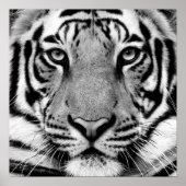 Poster du profil Tiger (Devant)