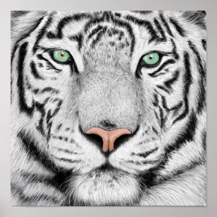 Poster du profil Tiger