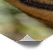 Poster du profil Tiger (Coin)