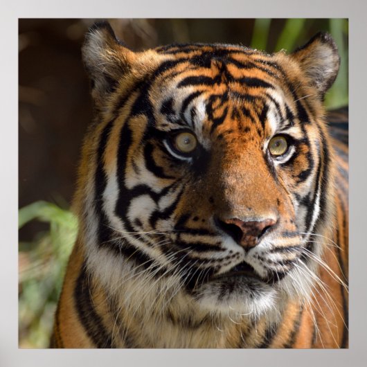 Poster du profil Tiger (Devant)