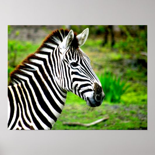 Poster du profil Zebra (Devant)