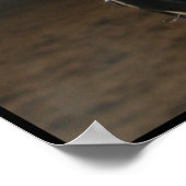 Poster du Quarter Horse (Coin)