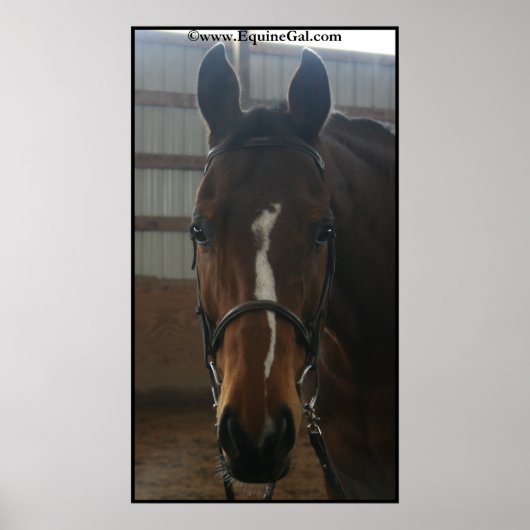Poster du Quarter Horse (Devant)
