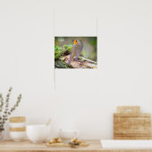 Poster du Robin Européen sur le blog (Cuisine)