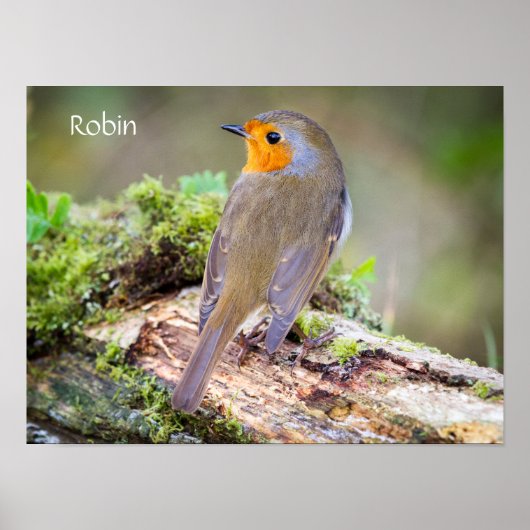 Poster du Robin Européen sur le blog (Devant)