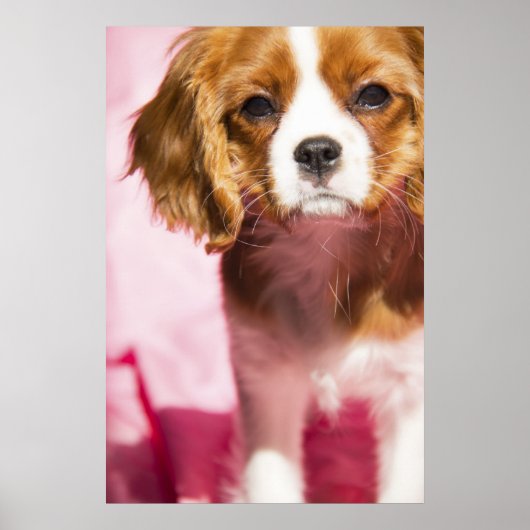 Poster du roi des marionnettes Charles Spaniel (Devant)