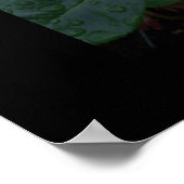 Poster du Rose de la paix (Coin)