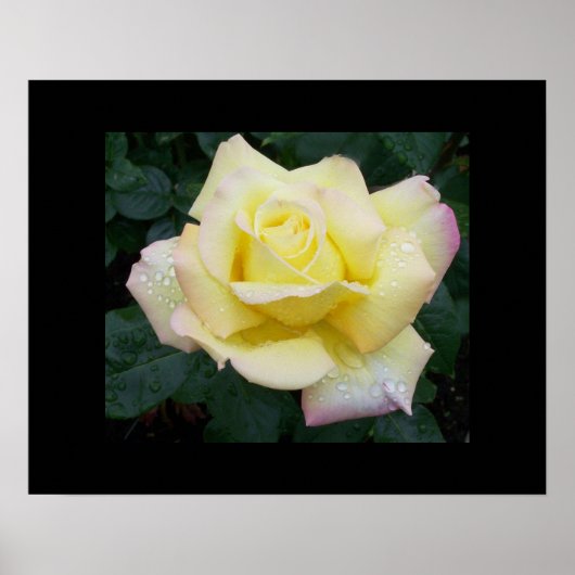 Poster du Rose de la paix (Devant)