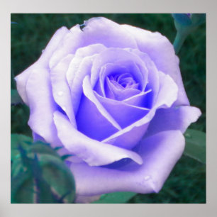 Poster du Rose de lavande