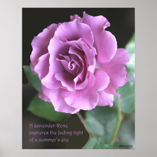 Poster du Rose de lavande : ROSE et PROSE 16x20 (Devant)