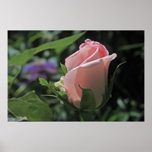 Poster du Rose de rêve de la mariée Bud (Devant)