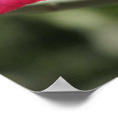 Poster du Rose du désert (Coin)