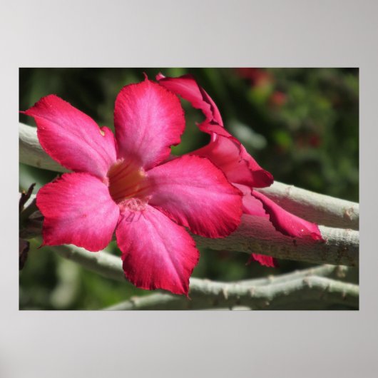 Poster du Rose du désert (Devant)