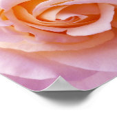 Poster du Rose du jardin de la campagne anglaise (Coin)