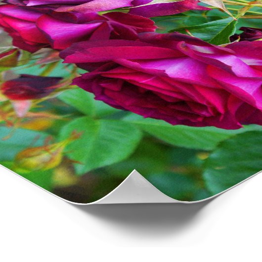 Poster du Rose Wild Blue Yonder #1 (Coin)