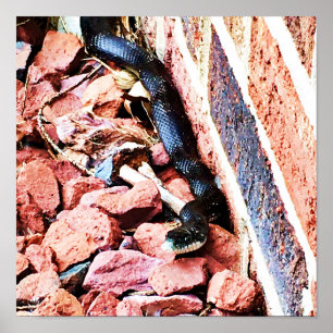 Poster du serpent du Rat oriental