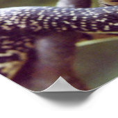 Poster du serpent royal (Coin)