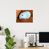 Poster du snowball Rat (Bureau à domicile)