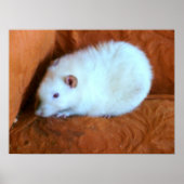 Poster du snowball Rat (Devant)