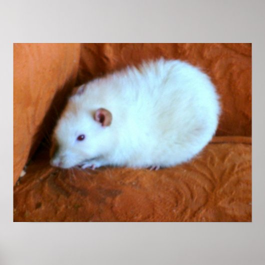 Poster du snowball Rat (Devant)
