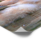 Poster du Swan (Coin)