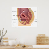 Poster du système de reproduction féminin (Cuisine)