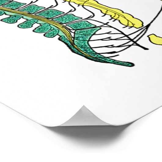 Poster du système nerveux autonome (Coin)