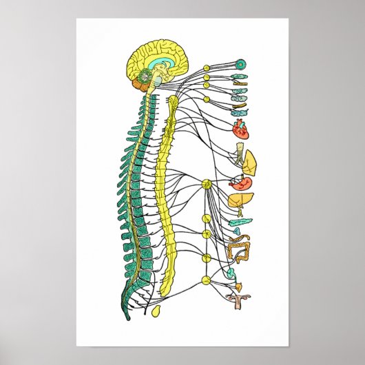 Poster du système nerveux autonome (Devant)
