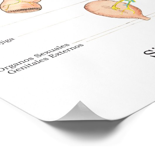 Poster du système nerveux autonome en espagnol Méd (Coin)