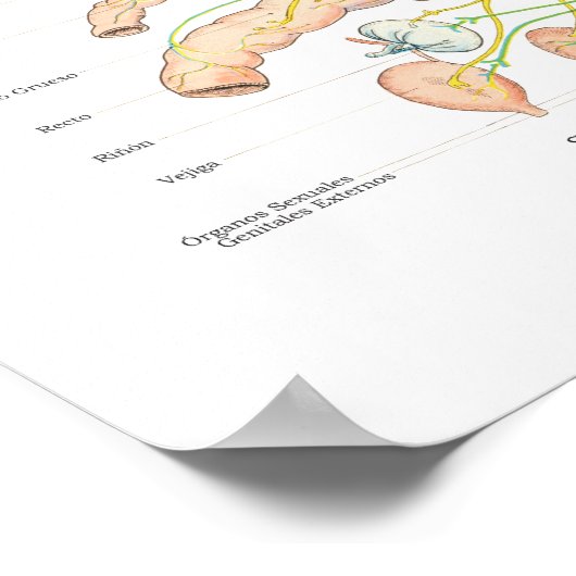 Poster du système nerveux autonome espagnol (Coin)