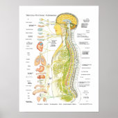 Poster du système nerveux autonome espagnol (Devant)