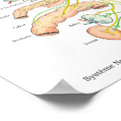 Poster du système nerveux autonome français (Coin)