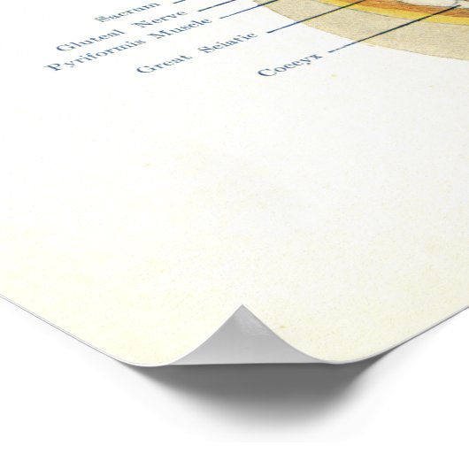 Poster du système ostéopathique Vasomoteur (Coin)