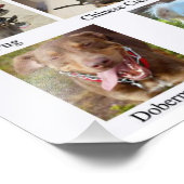 Poster du tableau des races de chiens (Coin)