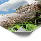 Poster du taureau (American Staffordshire Terrier) (Coin)