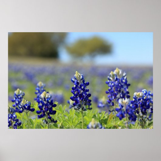 Poster du Texas Bluebonnets (Devant)