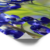 Poster du Texas Bluebonnets (Coin)