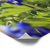 Poster du Texas Bluebonnets (Coin)