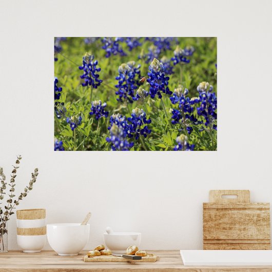 Poster du Texas Bluebonnets (Cuisine)