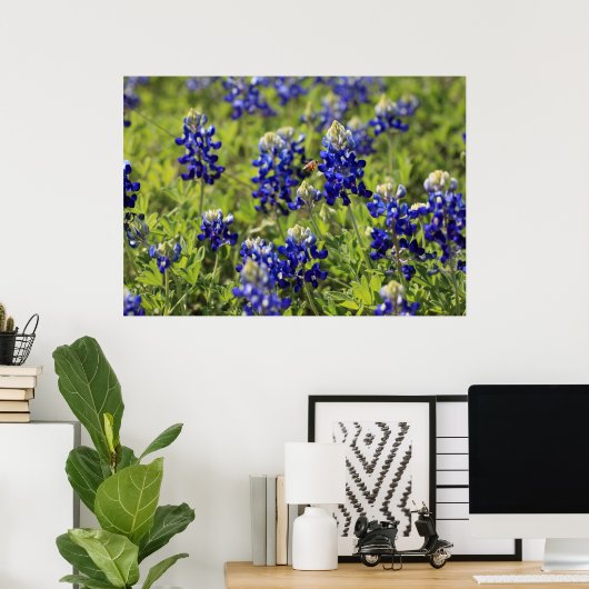 Poster du Texas Bluebonnets (Bureau à domicile)