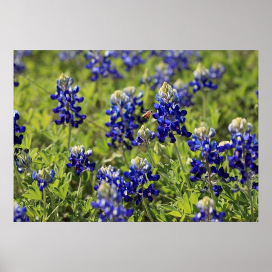 Poster du Texas Bluebonnets (Devant)