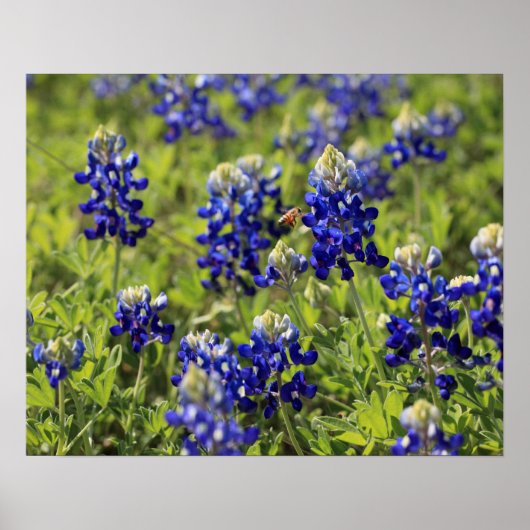 Poster du Texas Bluebonnets (Devant)