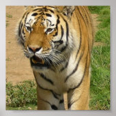 Poster du Tiger Prowl (Devant)