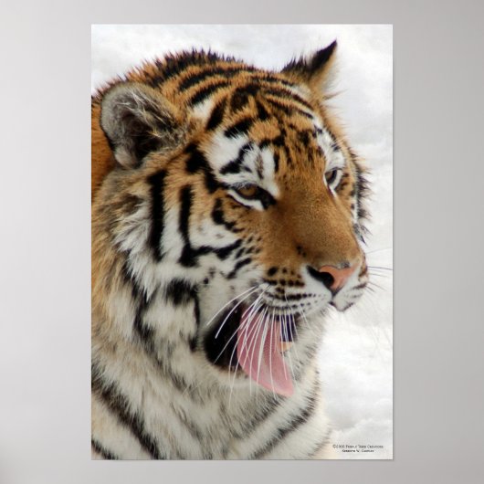 Poster du tigre (Devant)