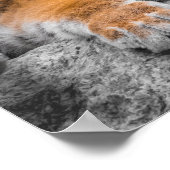 Poster du tigre (Coin)