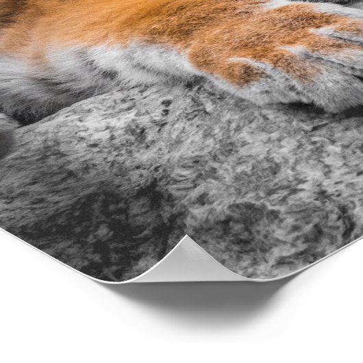 Poster du tigre (Coin)