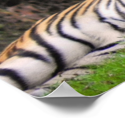 Poster du tigre (Coin)