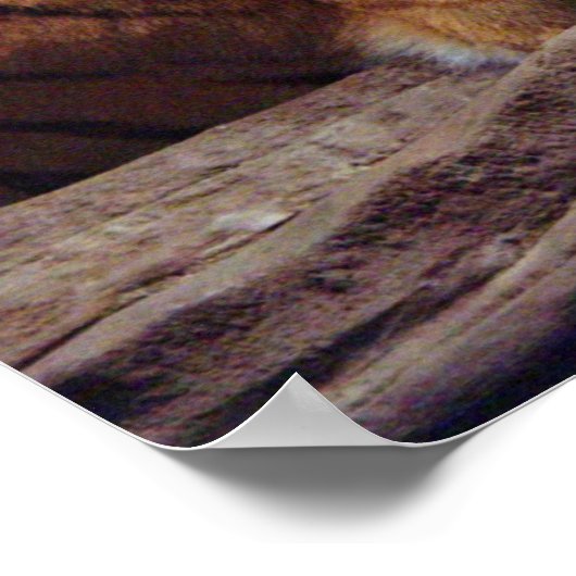 Poster du tigre (Coin)