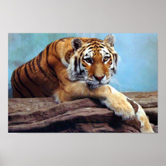 Poster du tigre